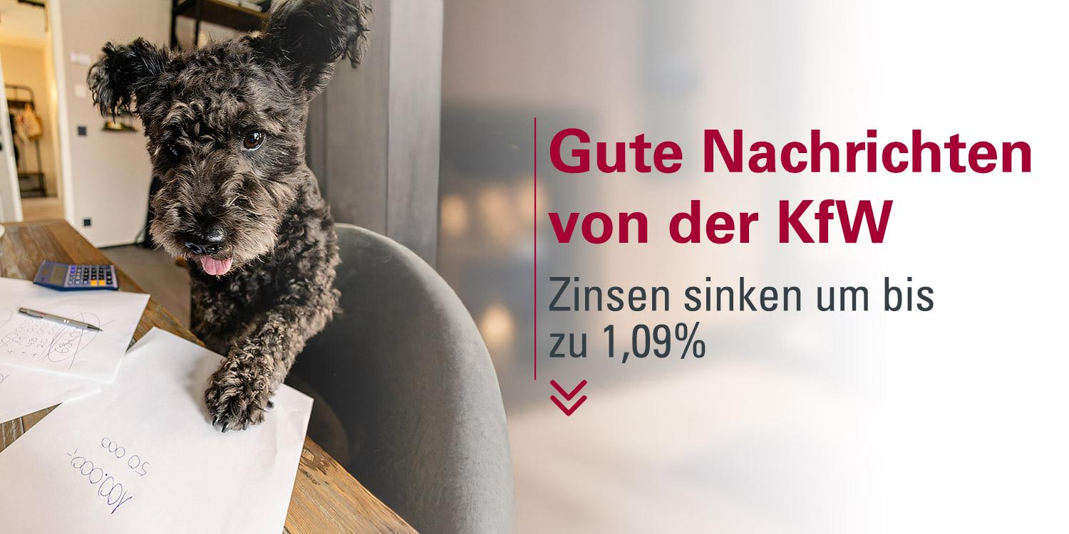 Hund schaut sich Blatt mit Zahlen anhaftslogo