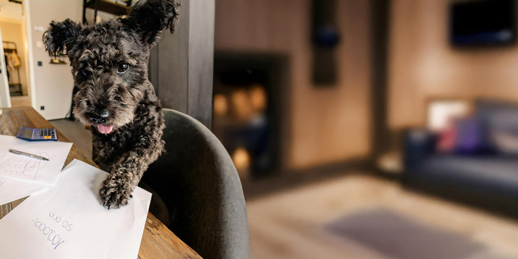 Hund der seine Pfote auf ein Blatt Papier legt