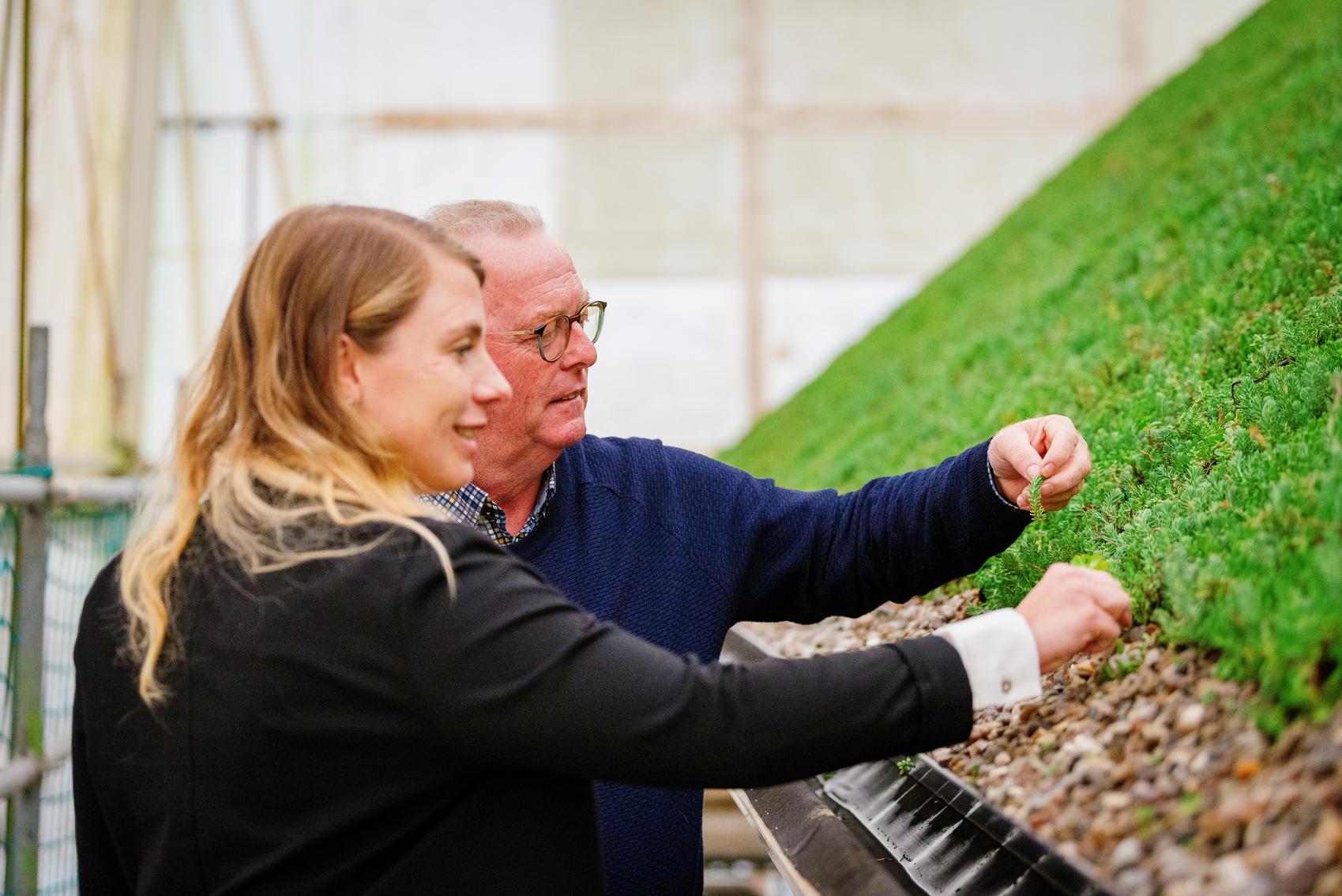 Menschen am Gründach